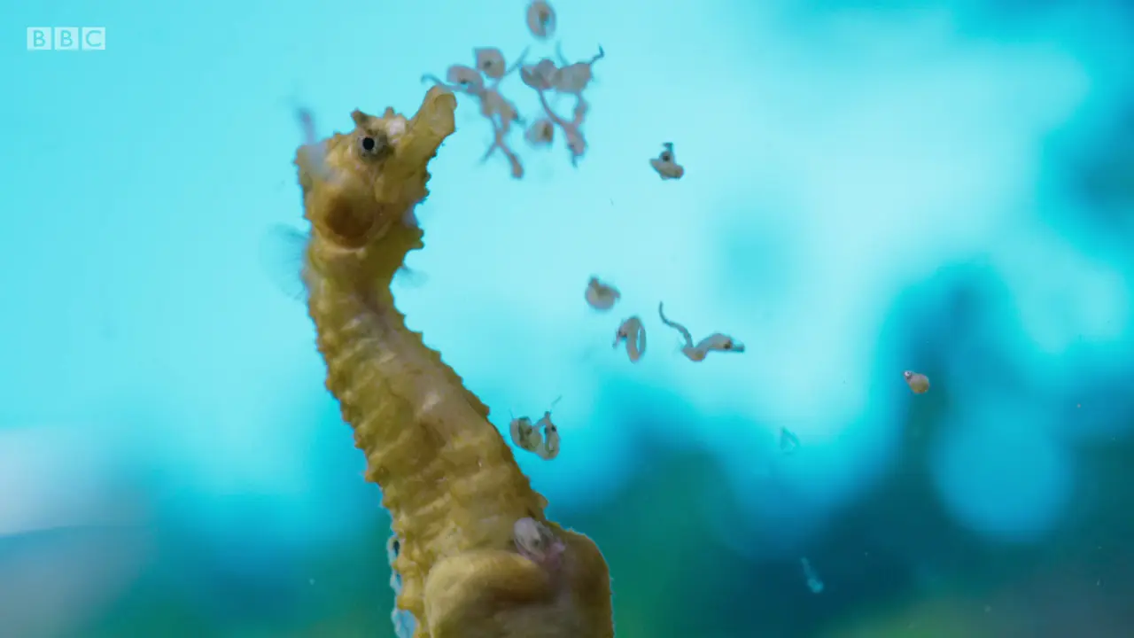 Short-snouted seahorse (Hippocampus hippocampus) as shown in The Mating Game - Oceans: Out of the Blue